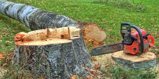 Best Stump Grinding and Removal  in Wyboo, SC