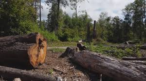 Best Root Management and Removal  in Wyboo, SC