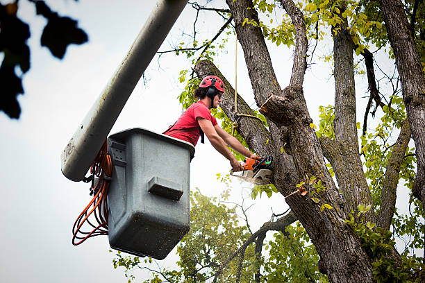 Best Tree and Shrub Care  in Wyboo, SC
