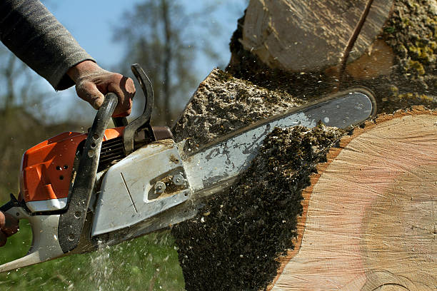 Best Tree Removal  in Wyboo, SC